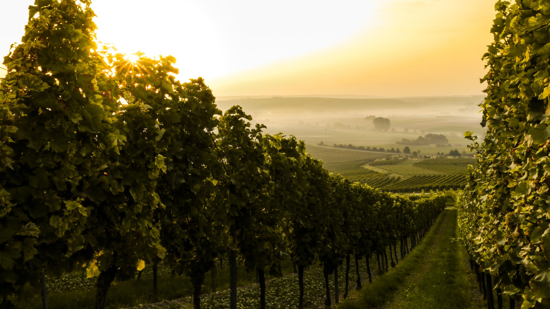 le-vie-del-vino